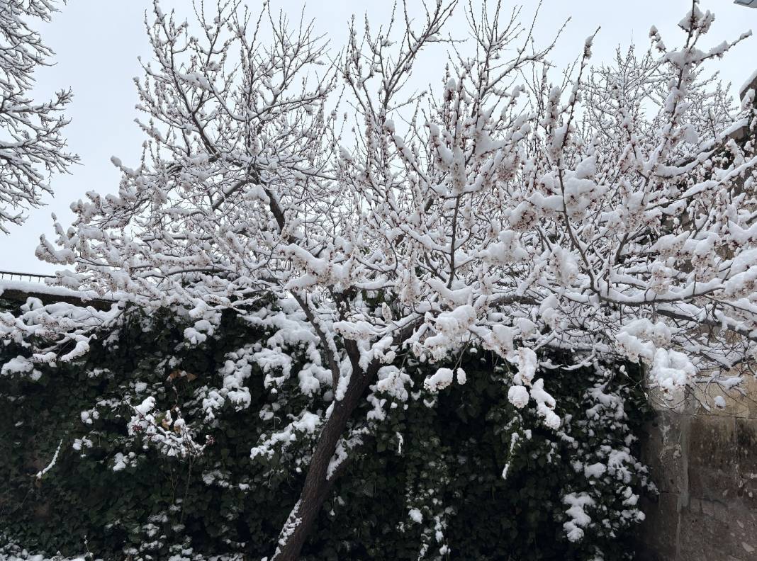 Vatandaş hem sevindi, hem üzüldü! Aksaray'da çiçek açan ağaçlar beyaza büründü 2